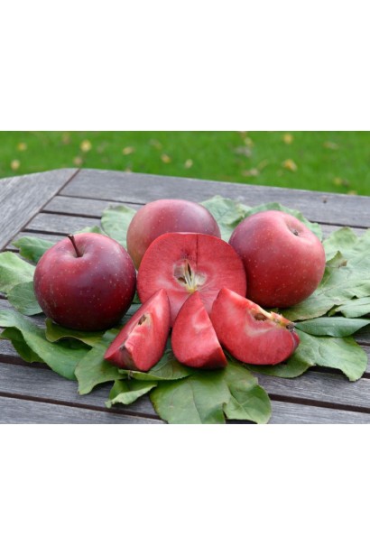 Яблука з червоною м’якоттю сорту Байя Мариса